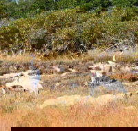Cape Keraudren Nature Reserve - Accommodation in Bendigo