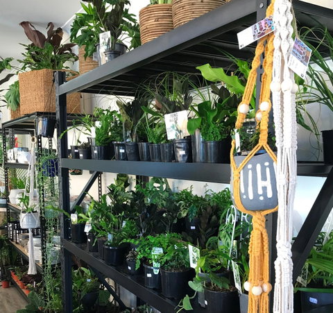 Fancy Plants - Accommodation in Bendigo 0