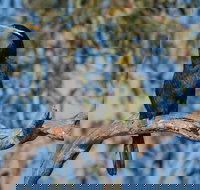 Greenough River Nature Trail - Accommodation in Bendigo