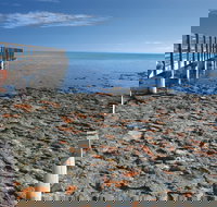 Hamelin Pool Stromatolites - Accommodation in Bendigo