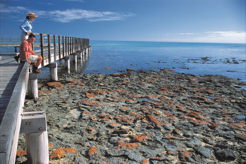 Hamelin Pool Stromatolites - Accommodation in Bendigo 0