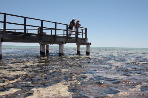 Hamelin Pool Stromatolites - Accommodation in Bendigo 1