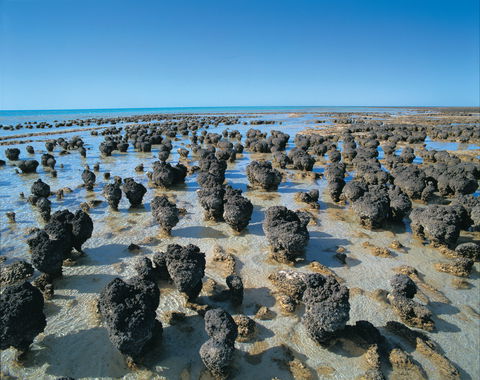 Hamelin Pool Stromatolites - Accommodation in Bendigo 2