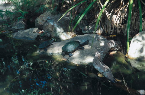 Howard Springs Nature Park - Accommodation in Bendigo 0