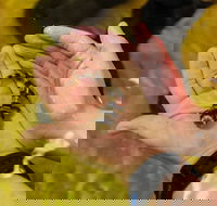 Irukandji Shark and Ray Encounters - Accommodation in Bendigo