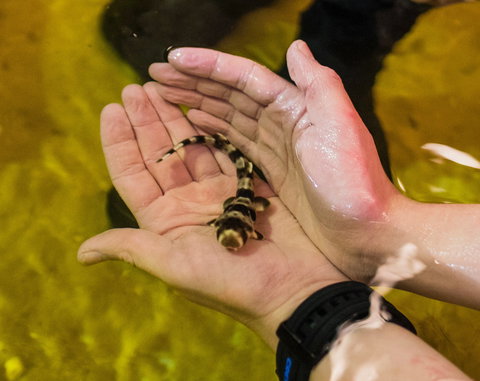 Irukandji Shark And Ray Encounters - Accommodation in Bendigo 0