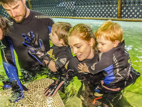 Irukandji Shark And Ray Encounters - Accommodation in Bendigo 1