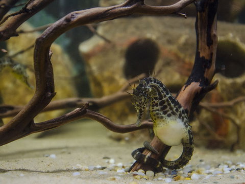 Irukandji Shark And Ray Encounters - Accommodation in Bendigo 2