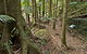 Palm Forest Walking Track - thumb 0