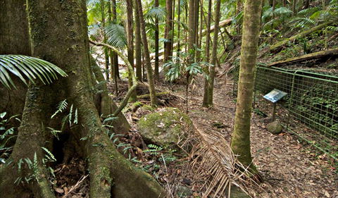 Palm Forest Walking Track - Accommodation in Bendigo 0