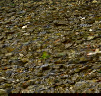 Potoroo Falls picnic area - Accommodation in Bendigo