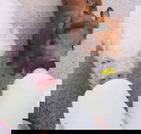 Swan Valley Cuddly Animal Farm - Accommodation in Bendigo