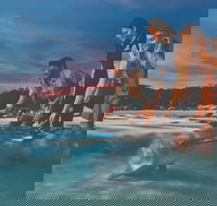 Tangalooma Wild Dolphin Feeding - Accommodation in Bendigo