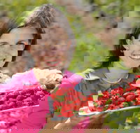 The Super Strawberry - Accommodation in Bendigo