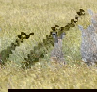 Woodlands Historic Park - Accommodation in Bendigo