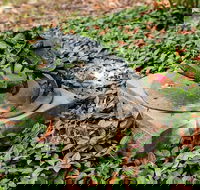 Antony Symons - Retrospective of a Life's Work - Accommodation in Bendigo