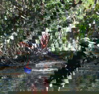 Barra Feeding - Accommodation in Bendigo