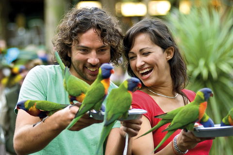 Currumbin Wildlife Sanctuary - Accommodation in Bendigo 0
