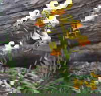 Dawn Atwell Nature Reserve - Accommodation in Bendigo