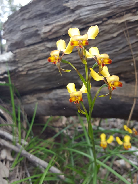 Dawn Atwell Nature Reserve - Accommodation in Bendigo 0