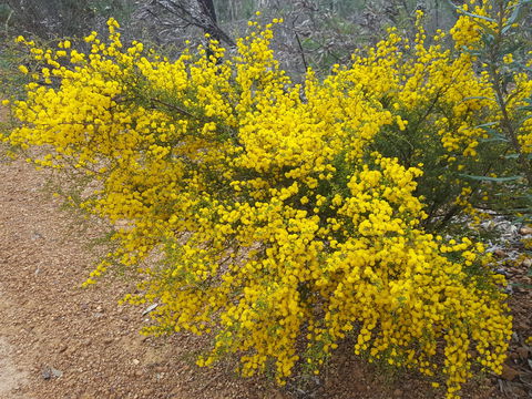 Dawn Atwell Nature Reserve - Accommodation in Bendigo 2