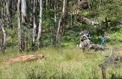 Federal Falls Walk - Accommodation in Bendigo 0