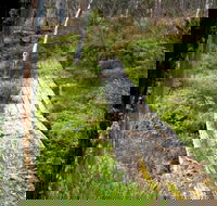 Gloucester Tops circuit - Accommodation in Bendigo