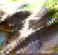 Koala Conservation Reserve - Accommodation in Bendigo