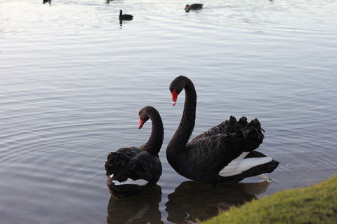 Lake Weeroona - Accommodation in Bendigo 1