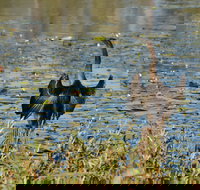 Lake Apex Park - Accommodation in Bendigo