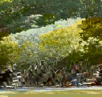 Lone Pine Koala Sanctuary - Accommodation in Bendigo