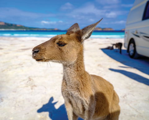 Lucky Bay - Accommodation in Bendigo 0