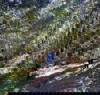 Lyrebird Circuit Walk - Accommodation in Bendigo