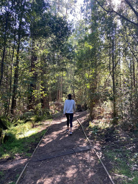 Lyrebird Circuit Walk - Accommodation in Bendigo 0