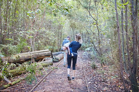 Lyrebird Circuit Walk - Accommodation in Bendigo 1