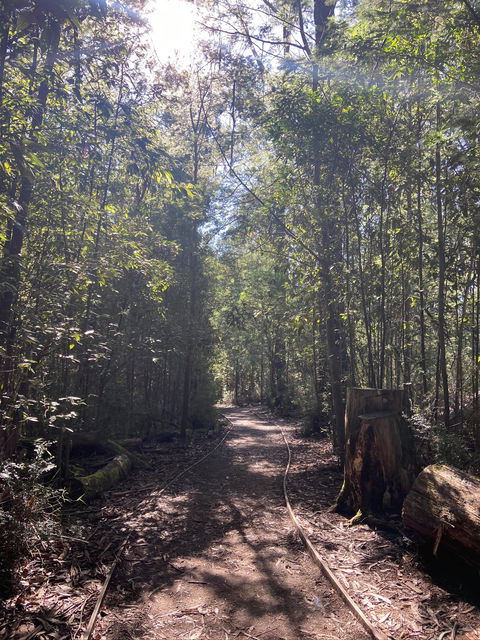 Lyrebird Circuit Walk - Accommodation in Bendigo 2