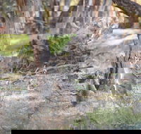 Nyah Vinifera Park - Accommodation in Bendigo