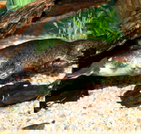 Platypus House - Accommodation in Bendigo