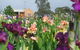 Smokin Heights Iris Display Garden - thumb 0