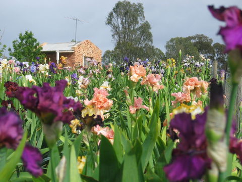 Smokin Heights Iris Display Garden - Accommodation in Bendigo 0