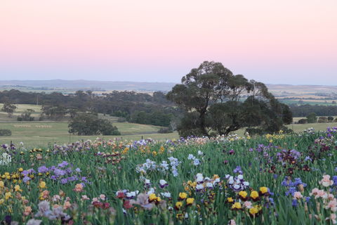 Smokin Heights Iris Display Garden - Accommodation in Bendigo 1