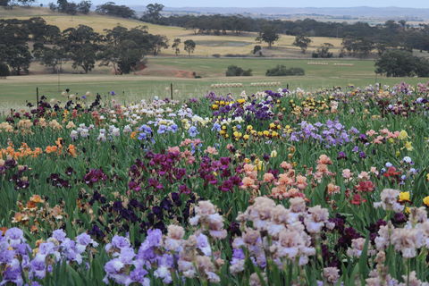 Smokin Heights Iris Display Garden - Accommodation in Bendigo 2