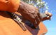 Winanjjikari Music Centre - thumb 0