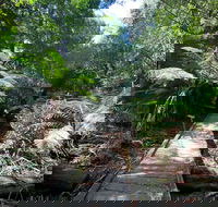 Wirrawilla Rainforest Walk - Accommodation in Bendigo