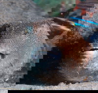 Amity Point Dive Site - Accommodation in Bendigo