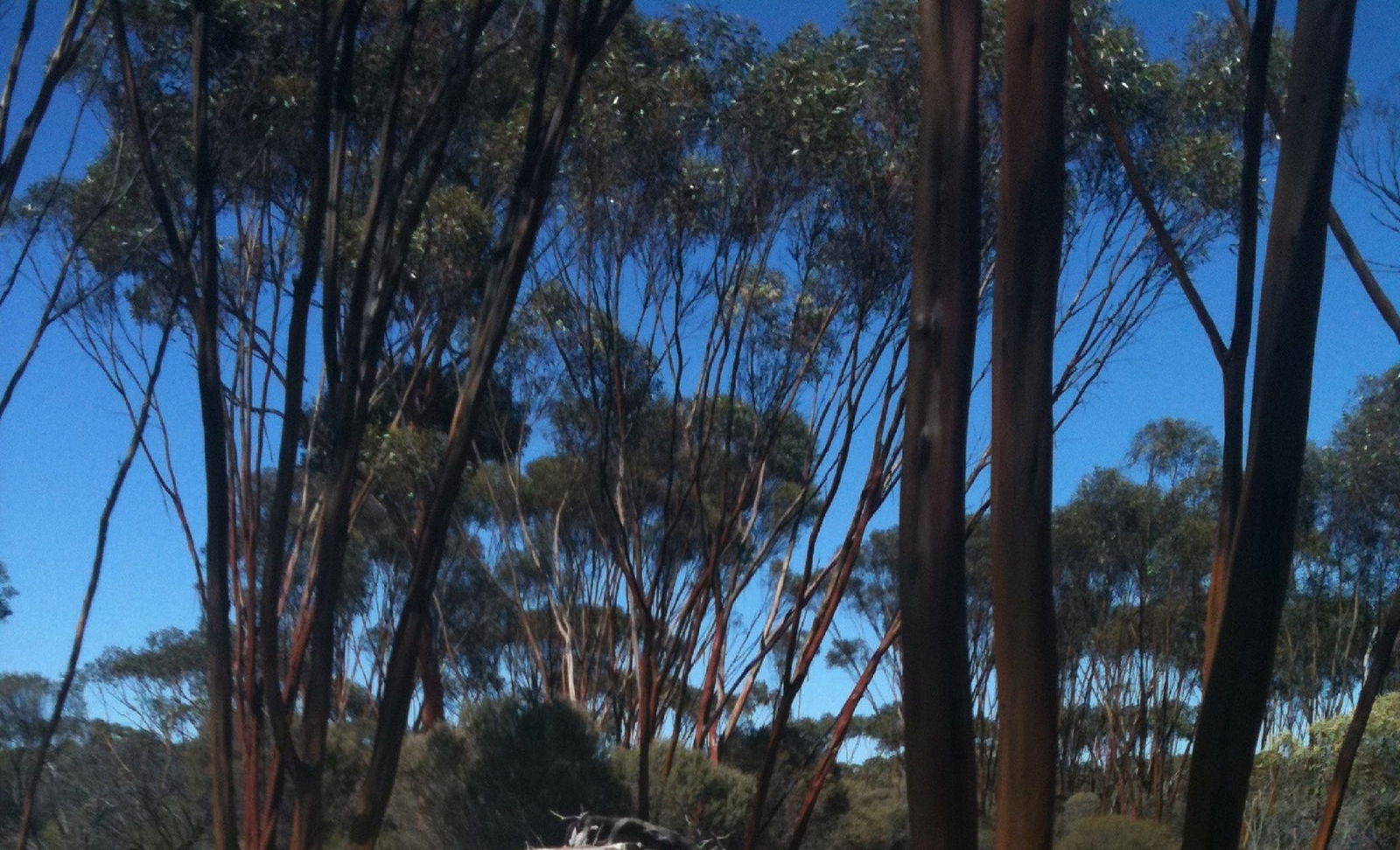 Boorabbin WA Accommodation in Bendigo