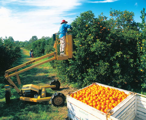 Gayndah's Big Orange - Accommodation in Bendigo 0