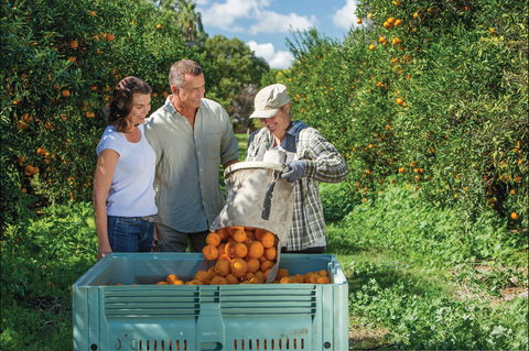 Gayndah's Big Orange - Accommodation in Bendigo 1
