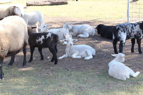 Haigslea EWE Nique Hobby Farm - Accommodation in Bendigo 1