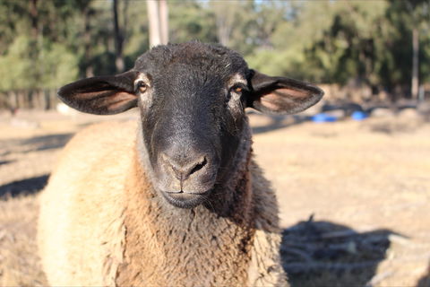 Haigslea EWE Nique Hobby Farm - Accommodation in Bendigo 2